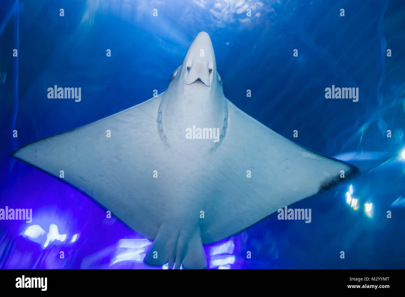 Inghilterra, Devon, Plymouth, il National Marine Aquarium Foto Stock