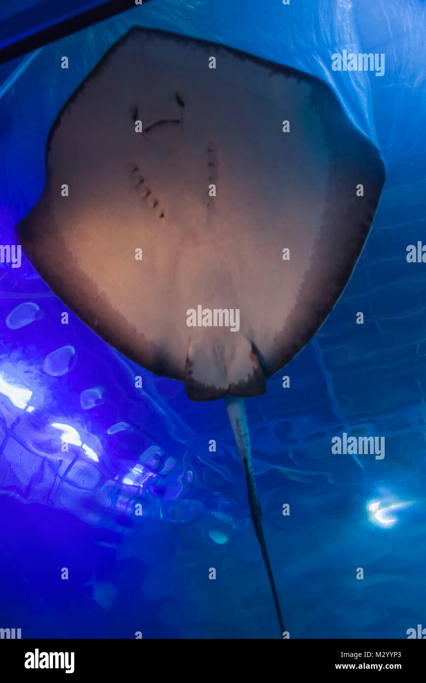 Inghilterra, Devon, Plymouth, il National Marine Aquarium Foto Stock