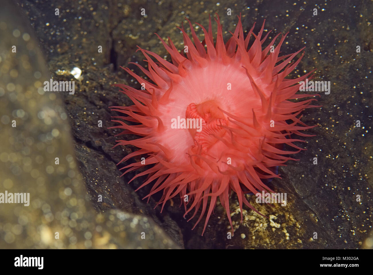 Anemone Beadlet - Actinia equina, mare Mediterraneo, Croazia. La fotografia subacquea. Anemone marittimo. Foto Stock