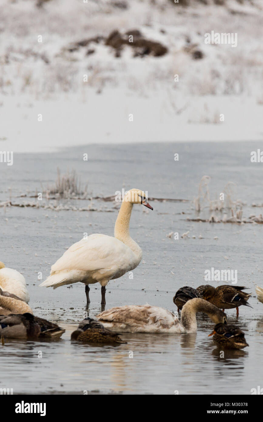 Foto verticale del singolo cigno bianco che si erge sul laghetto congelato in inverno con altri uccelli come le anatre. In background è la banca con erba secca il coperchio Foto Stock