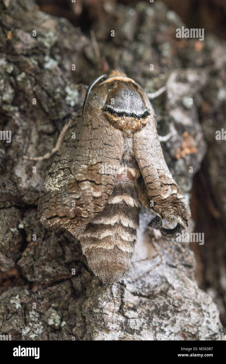 Appena emerse falena di capra (Cossus cossus) mimetizzata sulla corteccia di albero Foto Stock