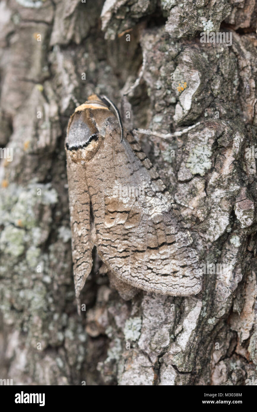 Appena emerse falena di capra (Cossus cossus) mimetizzata sulla corteccia di albero Foto Stock