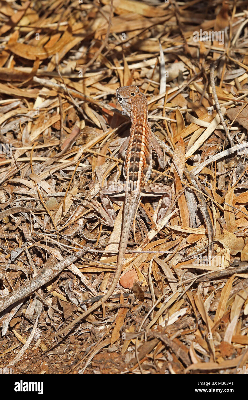 Madagascar tre-eyed Lizard (Chalarodon madagascariensis) adulto su suolo sabbioso, endemica malgascia Parc Mosa, Ifaty, Madagascar Novemb Foto Stock