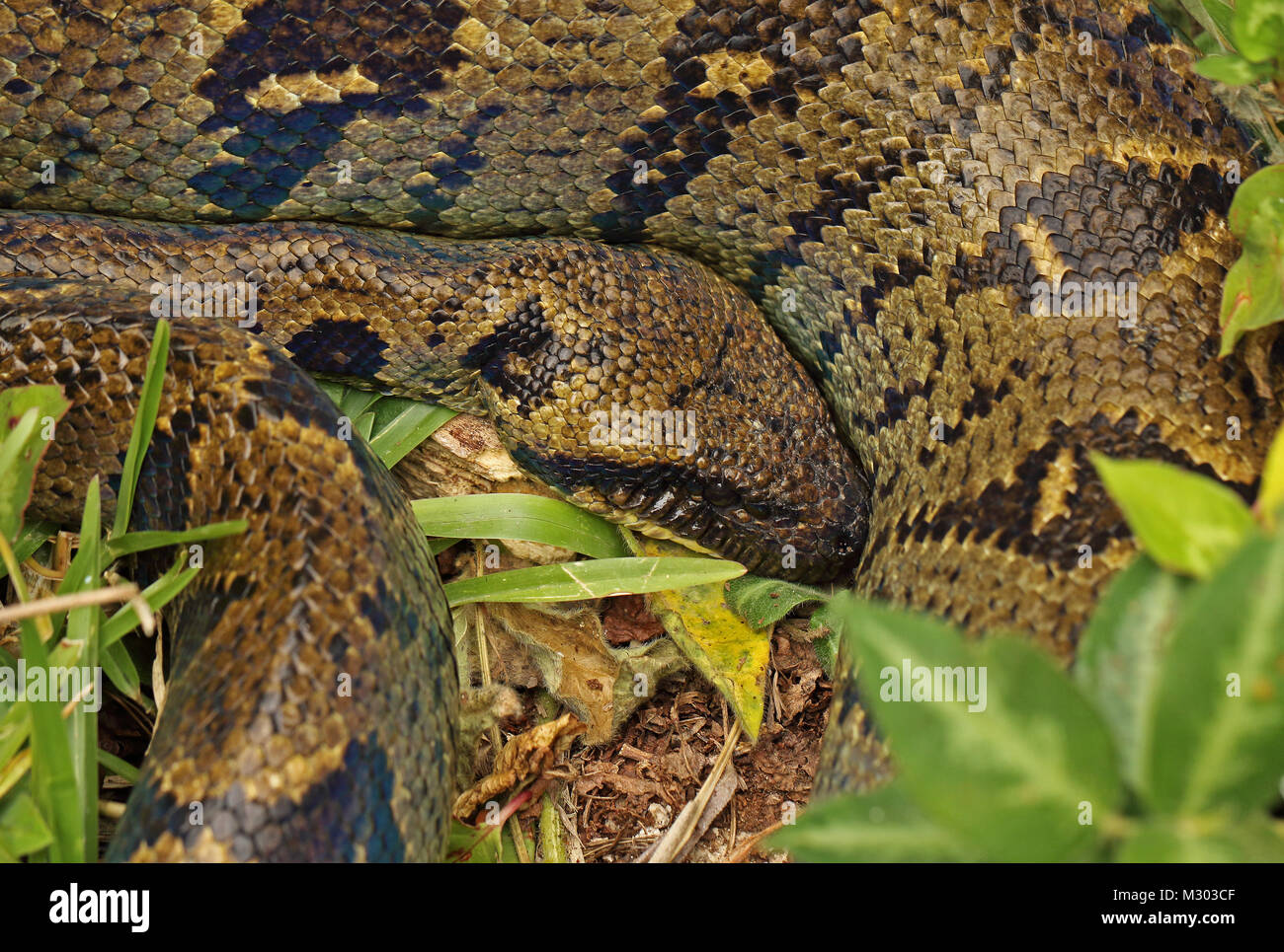 Struttura del Madagascar Boa (Sanzinia madagascariensis) close up di adulto a riposo sul terreno, endemica malgascia Perinet, Madagascar Ottobre Foto Stock