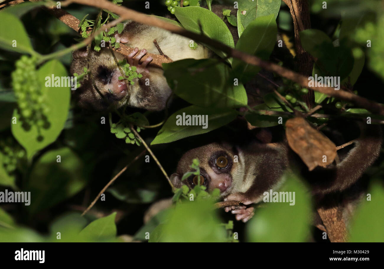 Fat-tailed lemure Nana (Cheirogaleus medius) due adulti nella struttura ad albero di notte, endemica malgascia Ampijoroa stazione forestale, Ankarafantsika Riserva, Madaga Foto Stock