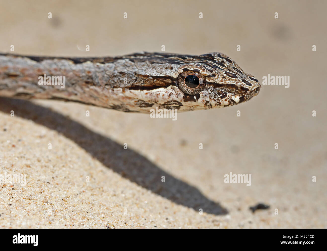Tahala sabbia Snake (Mimophis mahfalensis) close up di adulto su suolo sabbioso, endemica malgascia Ifaty, Madagascar Novembre Foto Stock
