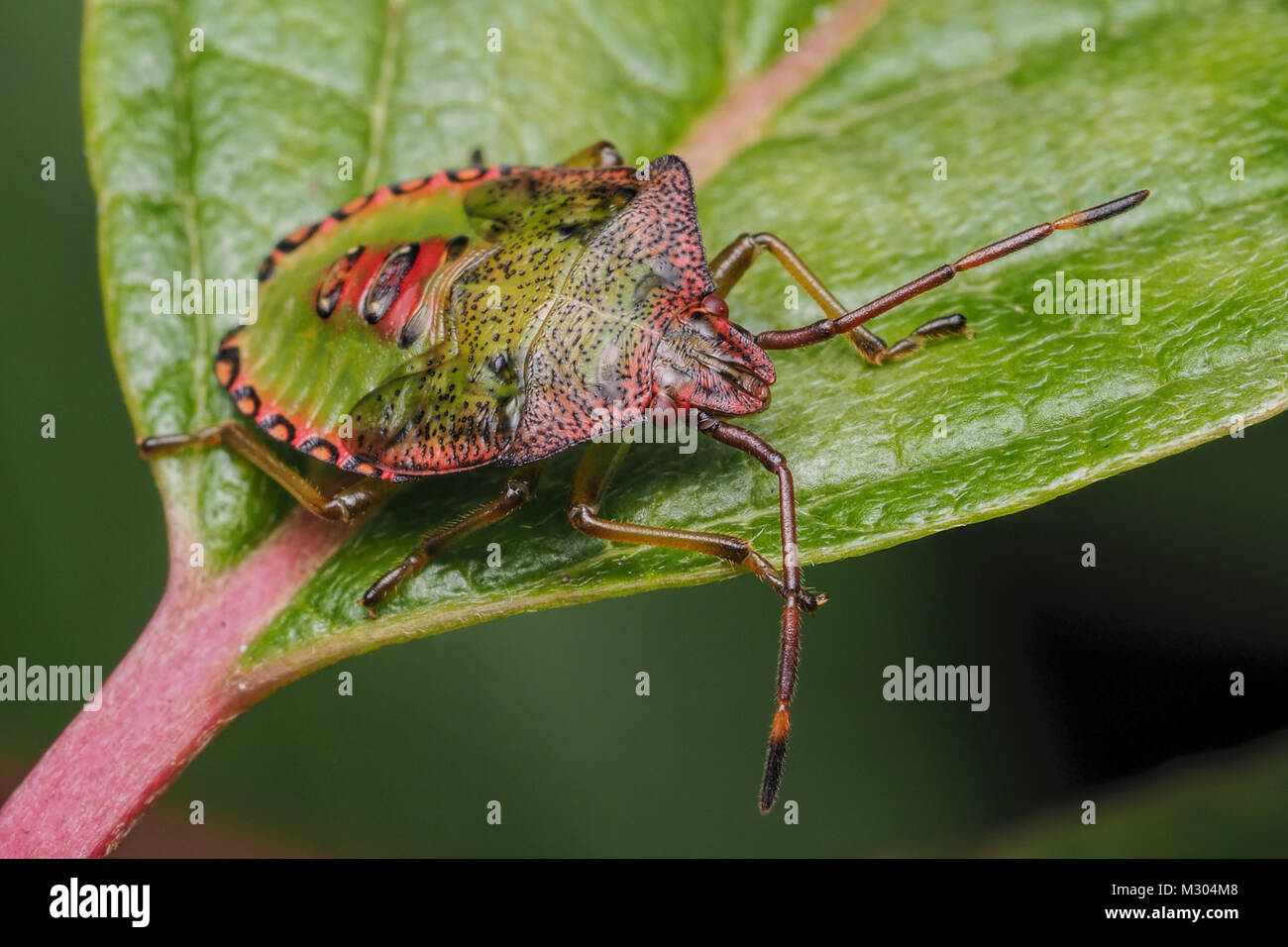 Biancospino Shieldbug finale ninfa instar (Acanthosoma haemorrhoidale) in appoggio su una foglia. Tipperary, Irlanda.. Foto Stock