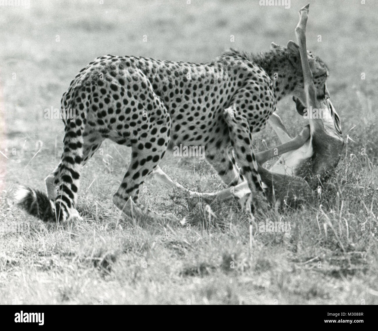 Ghepardo (Acinonyx jubatus) uccidendo un Thompson la gazzella a Amboseli Game Reserve, Kenya Foto Stock