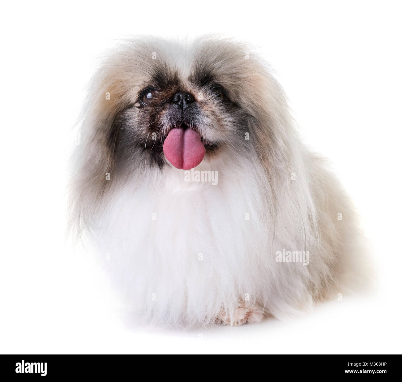 Pekingese dog di fronte a uno sfondo bianco Foto Stock