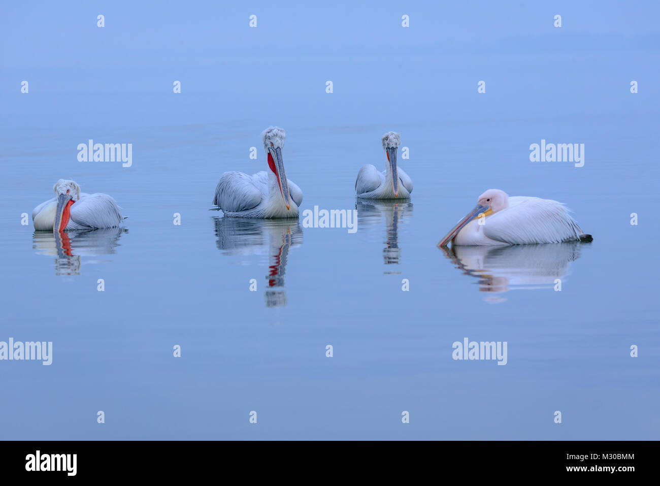 Pellicani dalmata sul lago di Kerkini in Grecia. Foto Stock