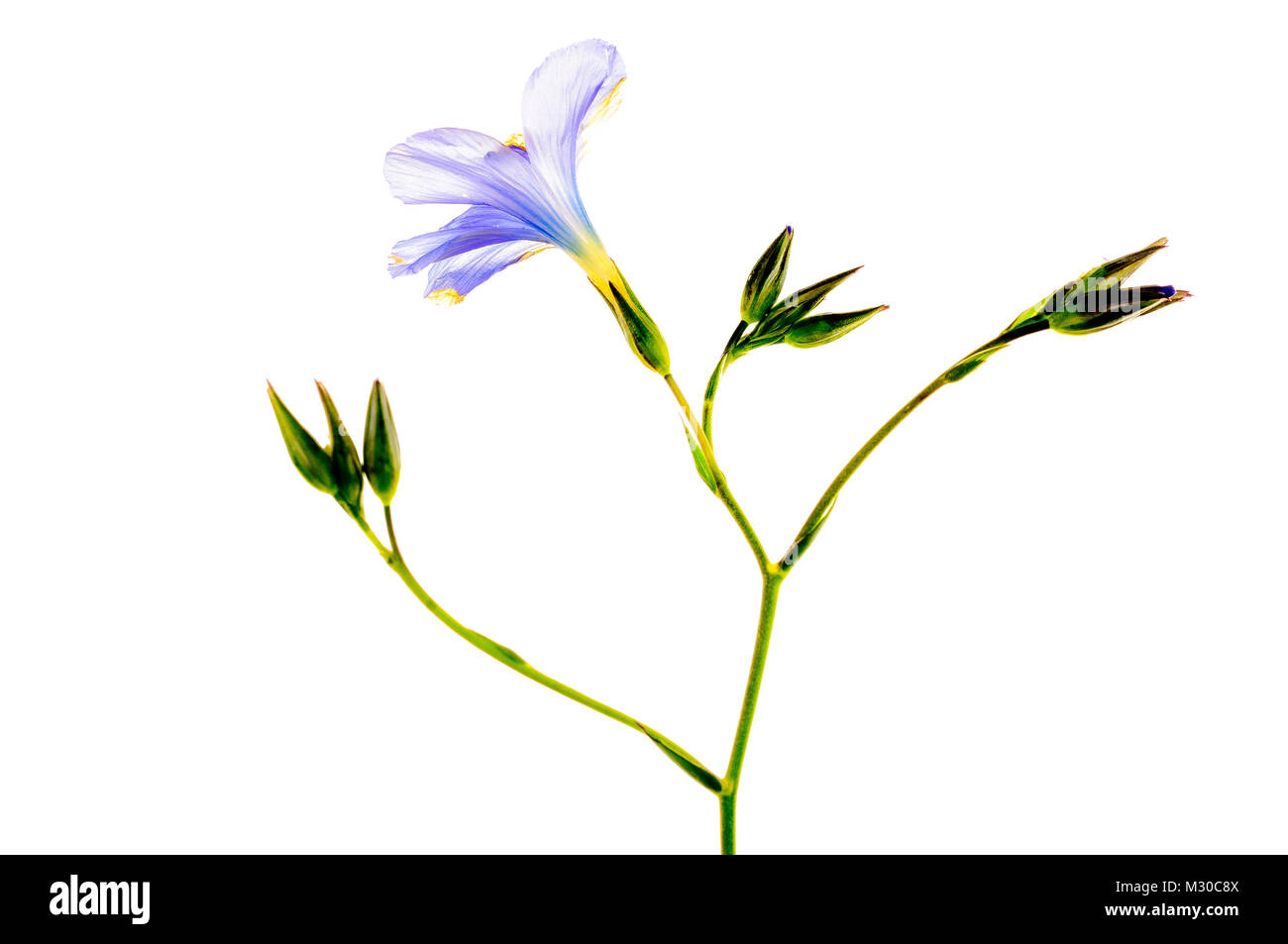 Un studio fiore violaceo lavori utilizzando una chiave di alta isolare l'impianto Foto Stock