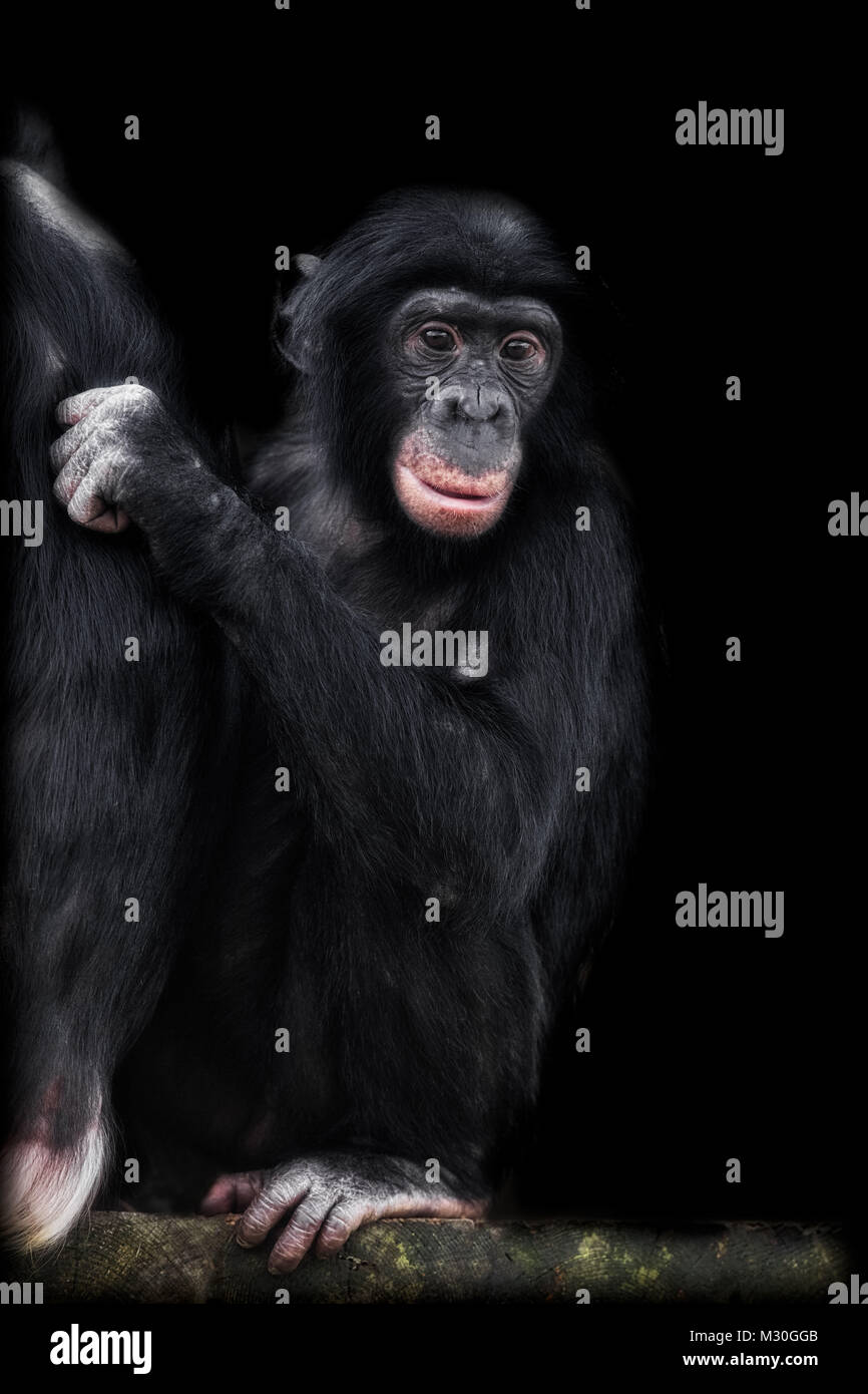 I giovani alla ricerca di scimpanzé riflessivo Foto Stock