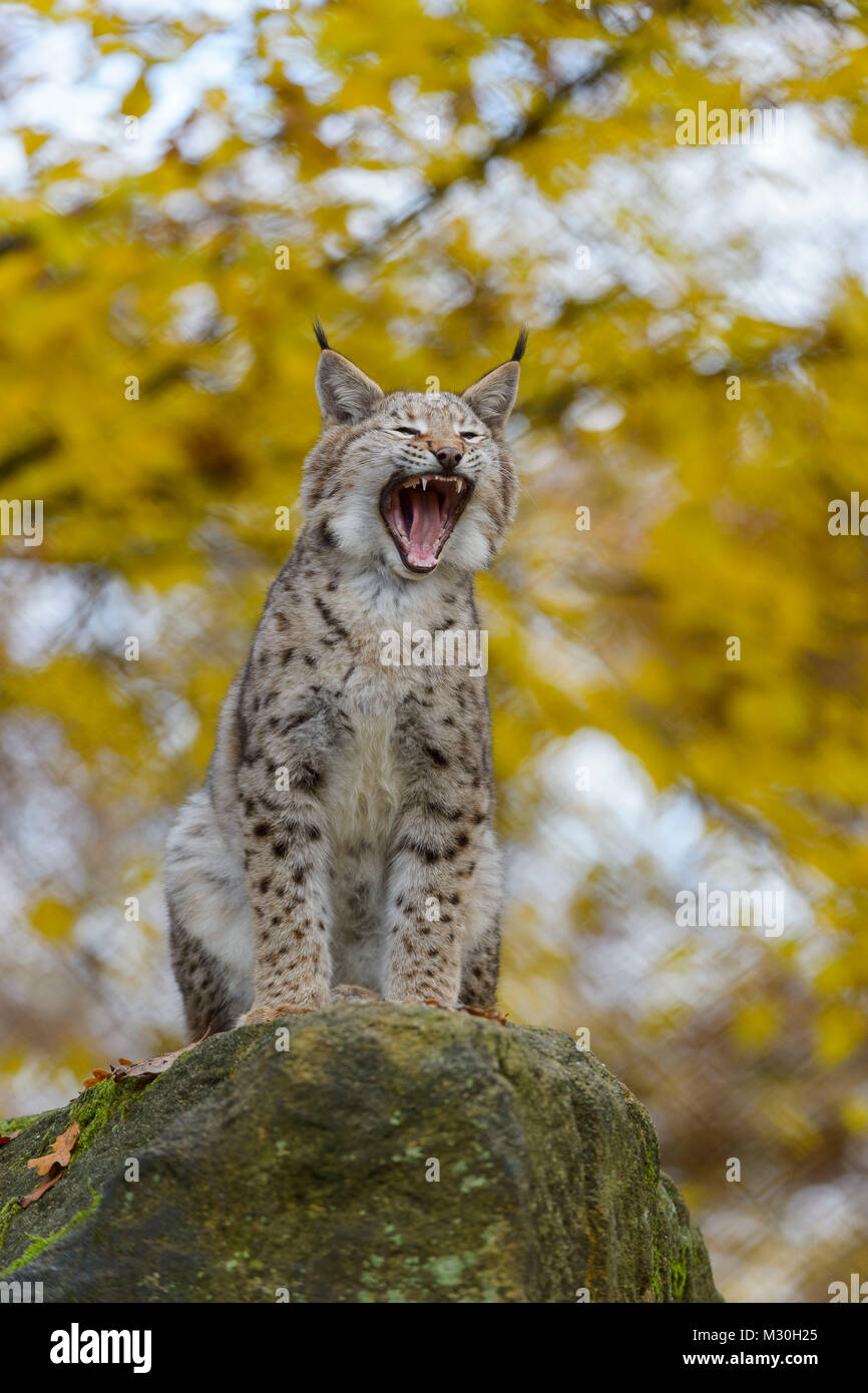 Eurasian, Lynx Lynx lynx, in autunno, Germania, Europa Foto Stock