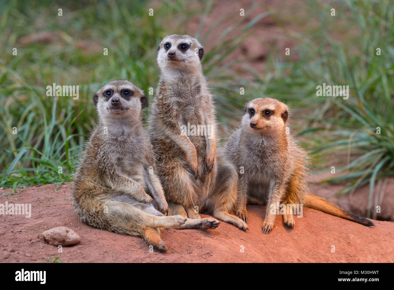 Meerkat, Suricata suricatta, con il giovane animale, famiglia Foto Stock