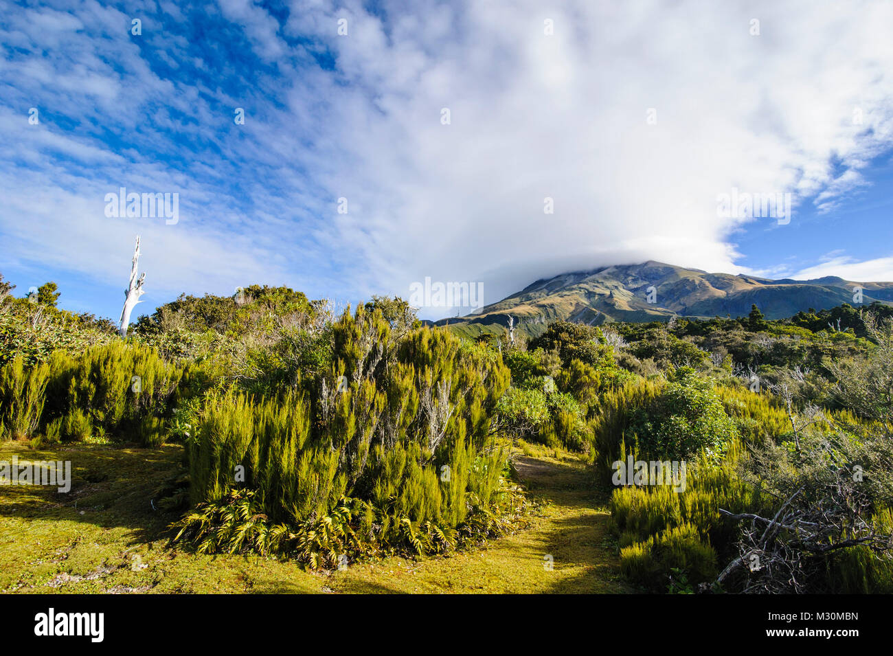 Mount Taranaki, Isola del nord, Nuova Zelanda Foto Stock