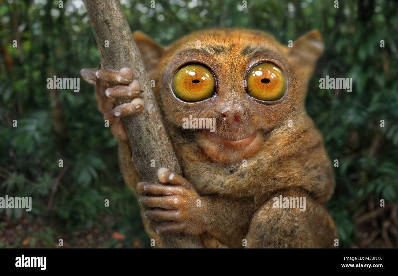 Tarsier, Isola di Bohol, Visayas, Filippine, Asia Foto Stock