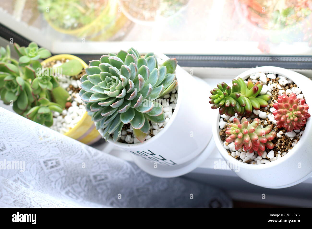 Vasi di piante succulente crescente vicino al davanzale Foto Stock Vasi di piante succulente crescente vicino al davanzale Foto Stock