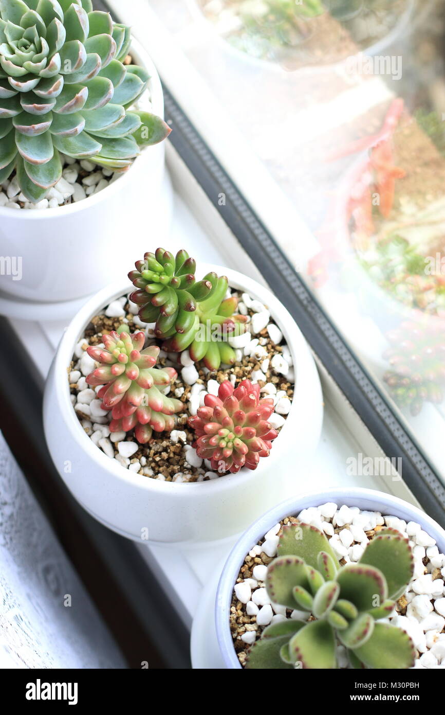 Miscelati varietà di piante succulente crescente vicino al davanzale Foto Stock Miscelati varietà di piante succulente crescente vicino al davanzale Foto Stock
