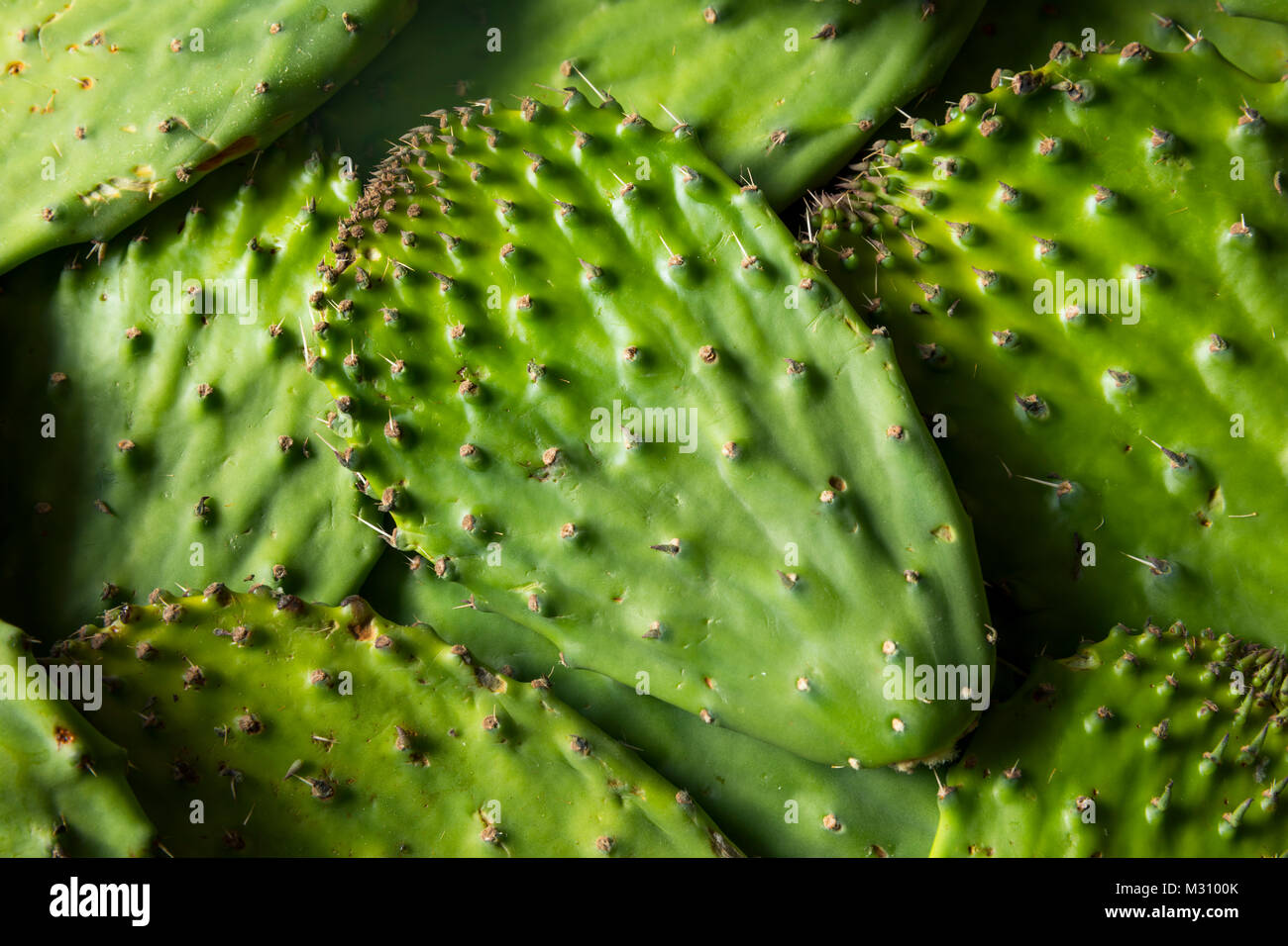 Materie organiche verde foglia di Cactus frutto pronto per cucinare Foto Stock