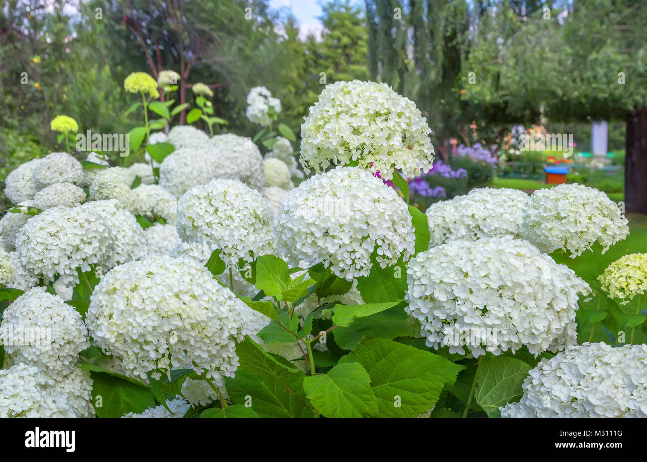 Hydrangea macrophylla in un giardino. Foto Stock