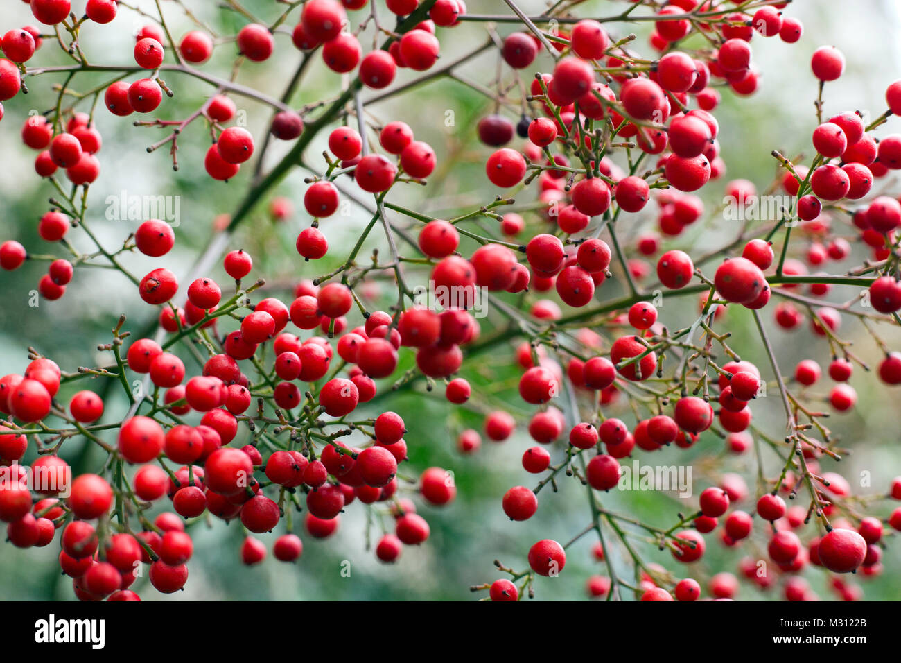 Bacche rosse il riempimento di un paesaggio formato frame Foto Stock