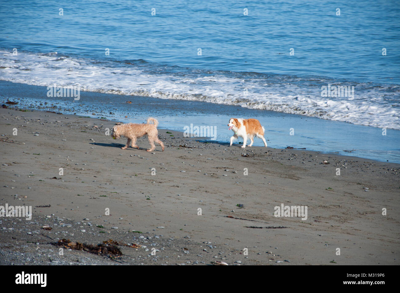 Cani per divertirsi in spiaggia Foto Stock