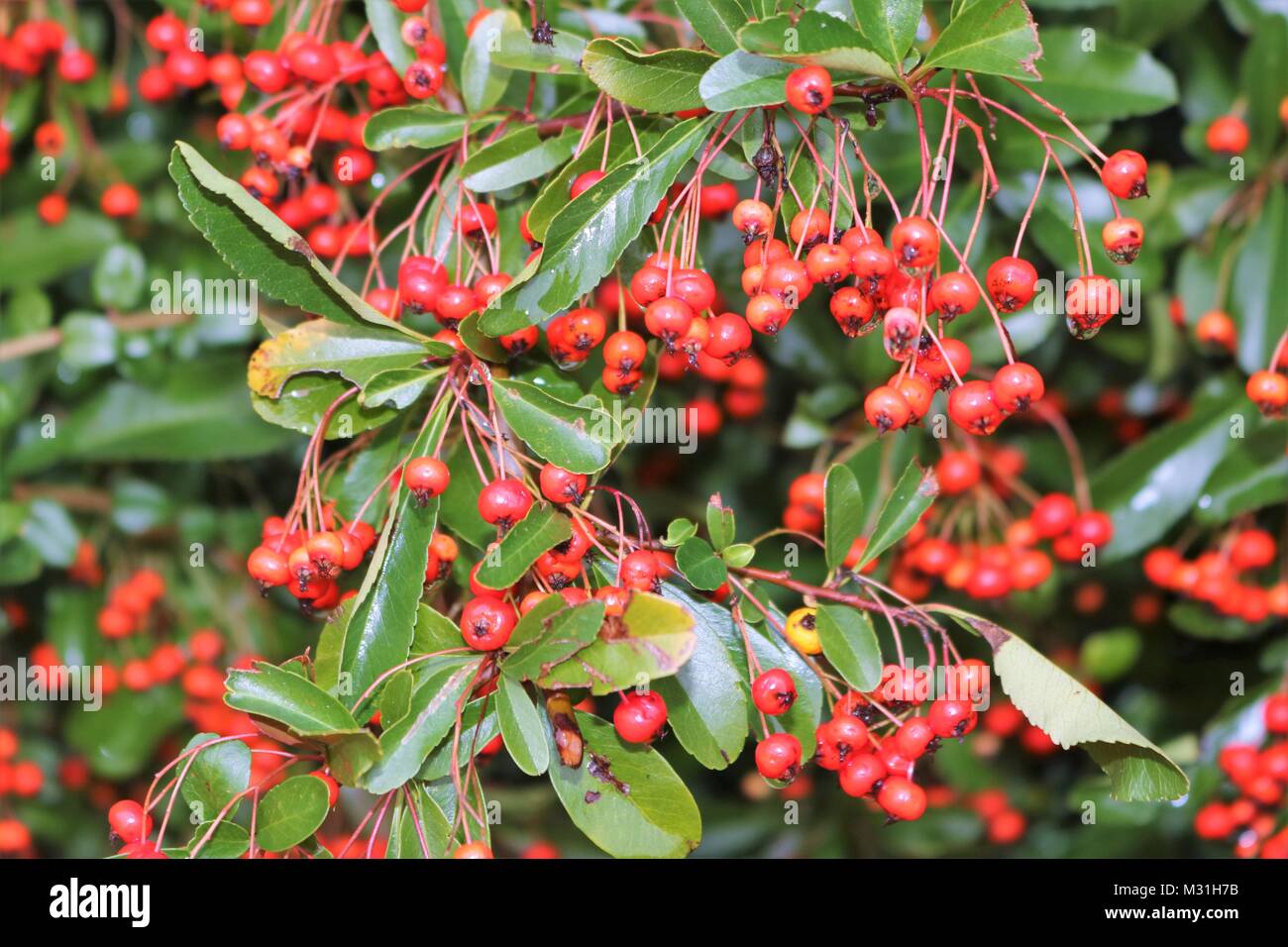 Skimmia japonica Reevesiana in Berry, Rosso di bacche e foglie verdi in autunno Foto Stock