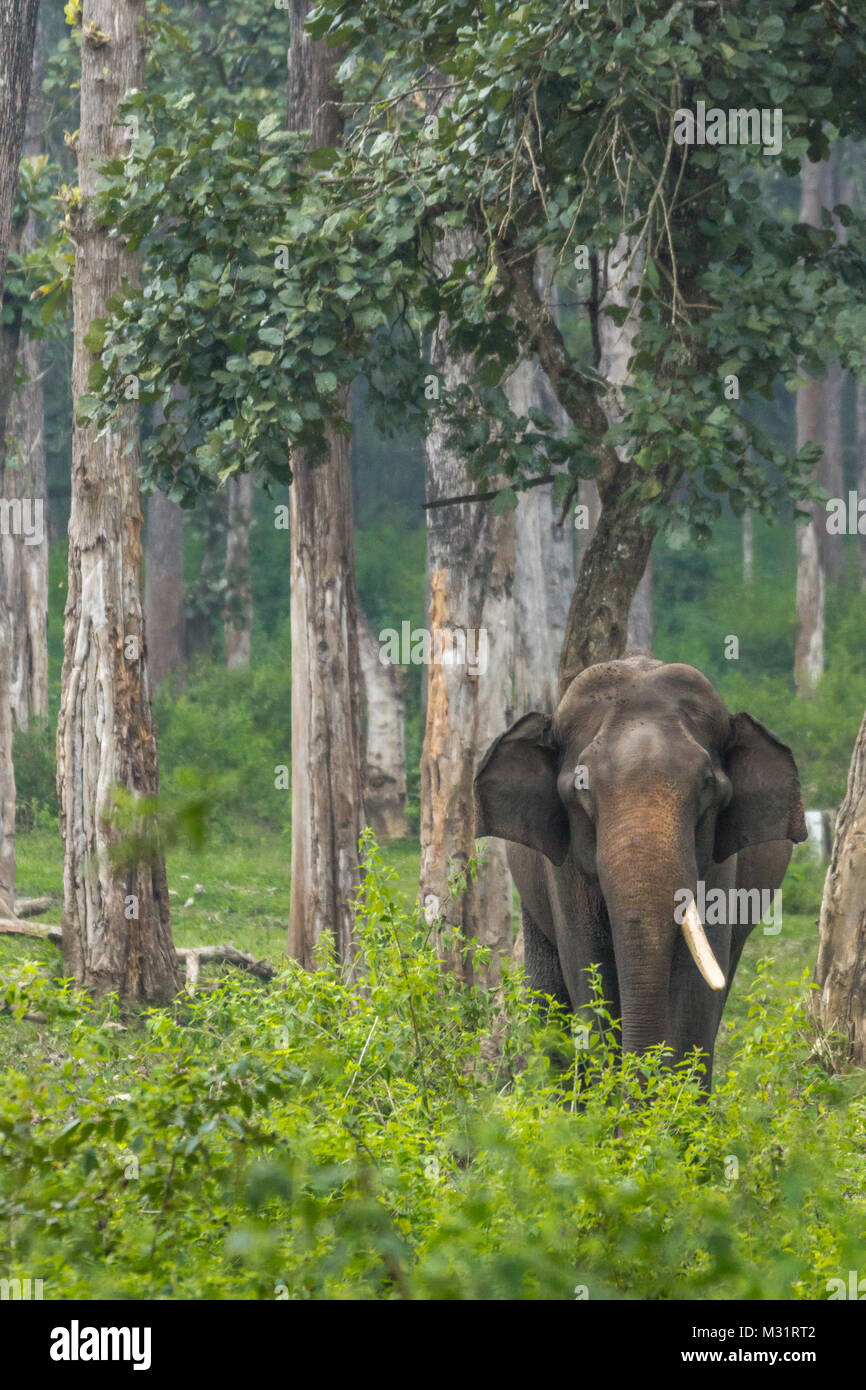 Coorg, India - 29 Ottobre 2013: Dubare Elephant Camp. Unico brosmio maschio cavalletti di elefanti nella giungla verde. Foto Stock