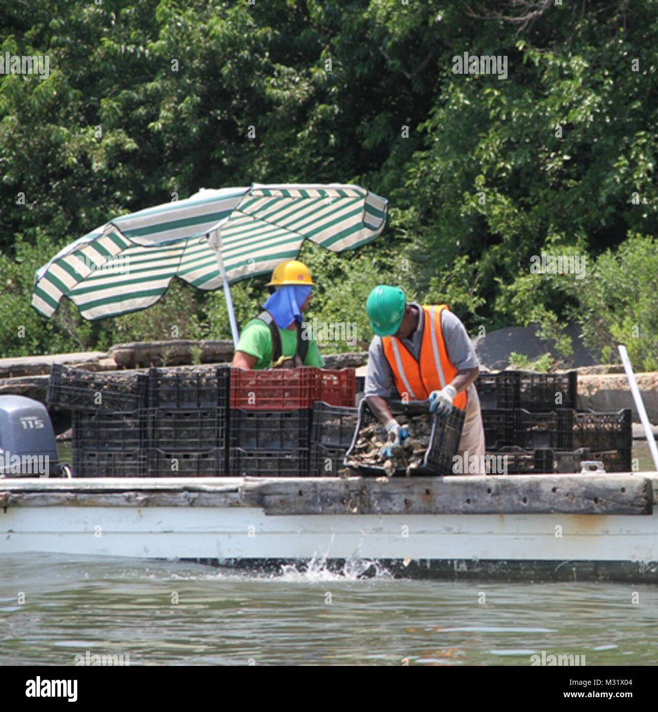 NORFOLK, Virginia (17 giugno 2014) -- Cherrystone Aqua-Farms dipendenti a mano battibecco di semi-su-guscio ostriche, che sono baby ostriche coltivate e impostare su gusci di ostriche in un incubatoio, su un santuario permanente Oyster Reef nel fiume Lafayette, adiacente al Norfolk International terminali, Inc. Lo scorso ottobre, Corps contraente Precon Marine Inc. di Chesapeake, Virginia, ha iniziato la fase due di un 10-anno, 70 milioni di dollari e 411 acri di mitigazione ambientale piano per compensare gli impatti ecologici associati con gli Stati Uniti Esercito di ingegnere Craney dell isola l'espansione verso Est, o CIEE, progetto. La fase due ha coinvolto la constr Foto Stock