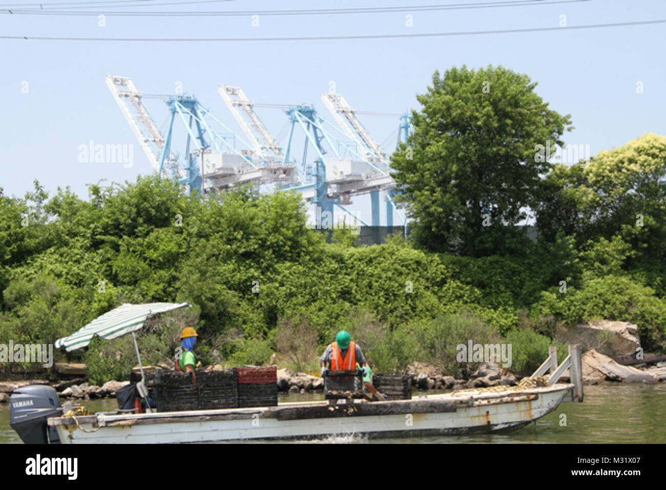 NORFOLK, Virginia (17 giugno 2014) - contro lo sfondo di Norfolk International terminali, Inc., Cherrystone Aqua-Farms dipendenti' mano-seme battibecco-su-guscio ostriche, che sono baby ostriche coltivate e impostare su gusci di ostriche in un incubatoio, su un santuario permanente Oyster Reef nel fiume Lafayette. Lo scorso ottobre, Corps contraente Precon Marine Inc. di Chesapeake, Virginia, ha iniziato la fase due di un 10-anno, 70 milioni di dollari e 411 acri di mitigazione ambientale piano per compensare gli impatti ecologici associati con gli Stati Uniti Esercito di ingegnere Craney dell isola l'espansione verso Est, o CIEE, progetto. Fase due involv Foto Stock