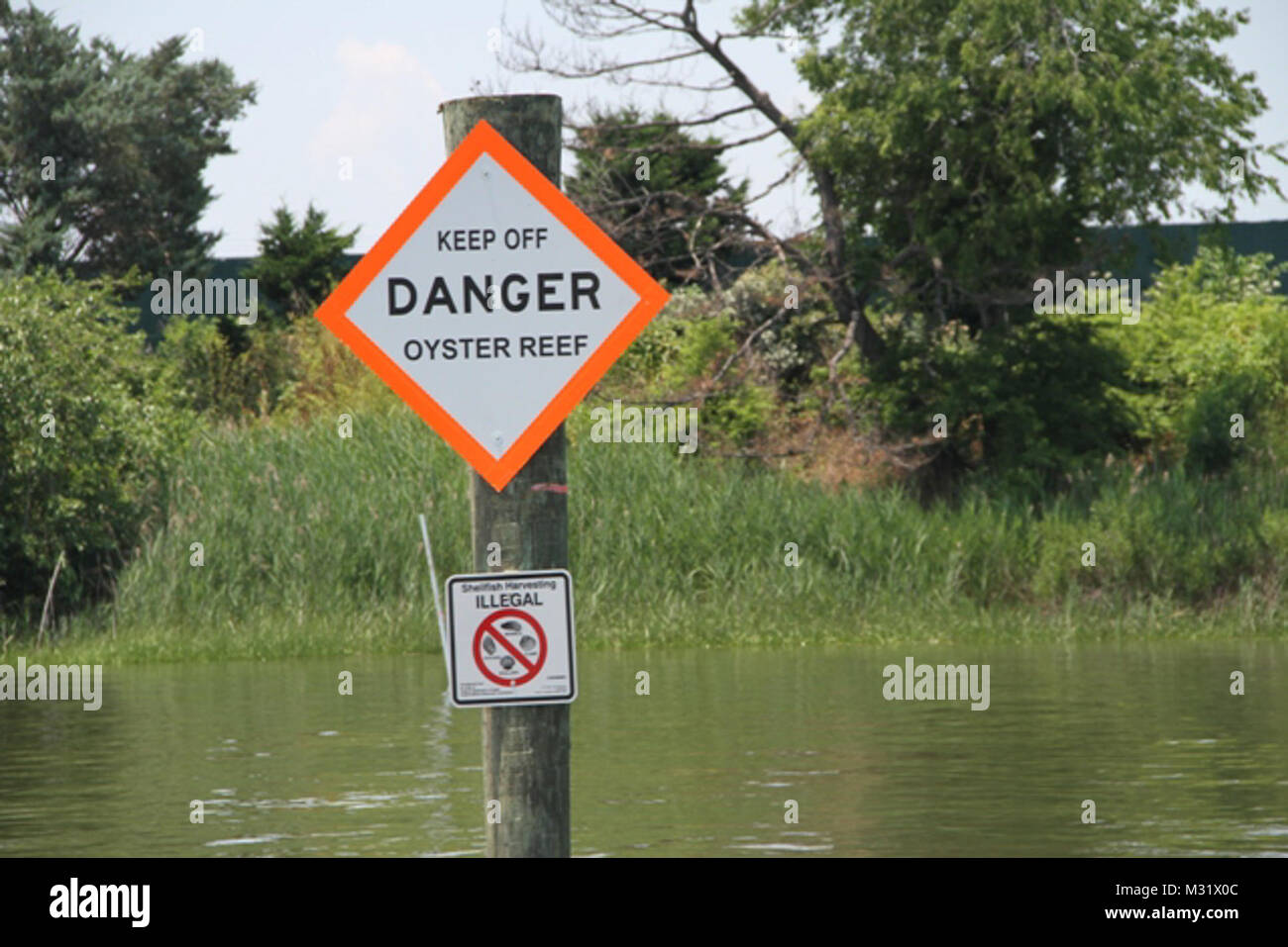 NORFOLK, Virginia (17 giugno 2014) - Lo scorso mese di ottobre, Corps contraente Precon Marine Inc. di Chesapeake, Virginia, ha iniziato la fase due di un 10-anno, 70 milioni di dollari e 411 acri di mitigazione ambientale piano per compensare gli impatti ecologici associati con gli Stati Uniti Esercito di ingegnere Craney dell isola l'espansione verso Est, o CIEE, progetto. La fase due ha coinvolto la costruzione di sei santuario permanente Oyster Reef, per un totale di 16 acri. Attraverso un accordo speciale con la Virginia Risorse Marine Commissione, Precon Marine Inc. utilizzati 39.000 iarde cubiche di fossili ostrica guscio dragati da basso James River di costruire- Foto Stock