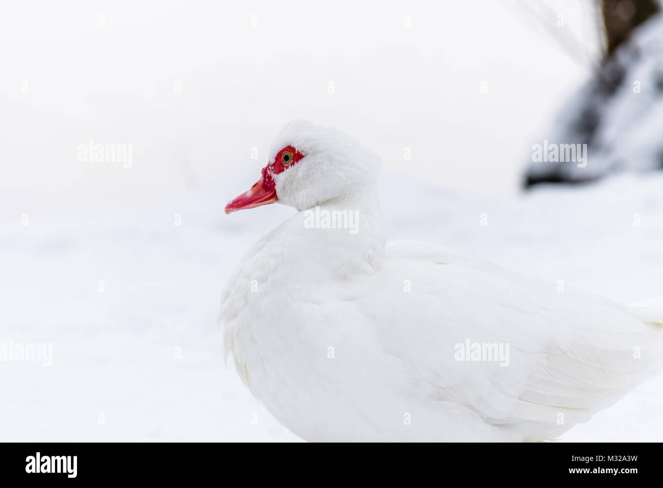 Anatra muta sulla neve in prossimità di acqua congelata. Pura uccello bianco su bianco neve alta foto chiave. Foto Stock