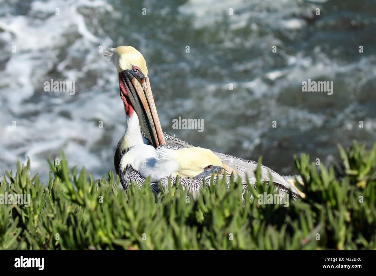 Due California pellicani marroni seduto su una scogliera a La Jolla California Foto Stock