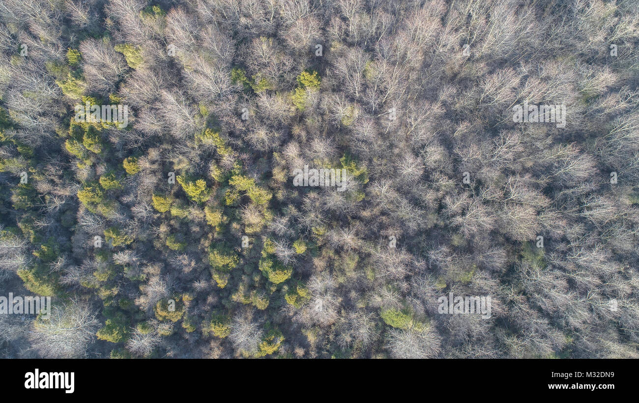 Lasciato le zone di svernamento (alberi in Kentucky Foto Stock