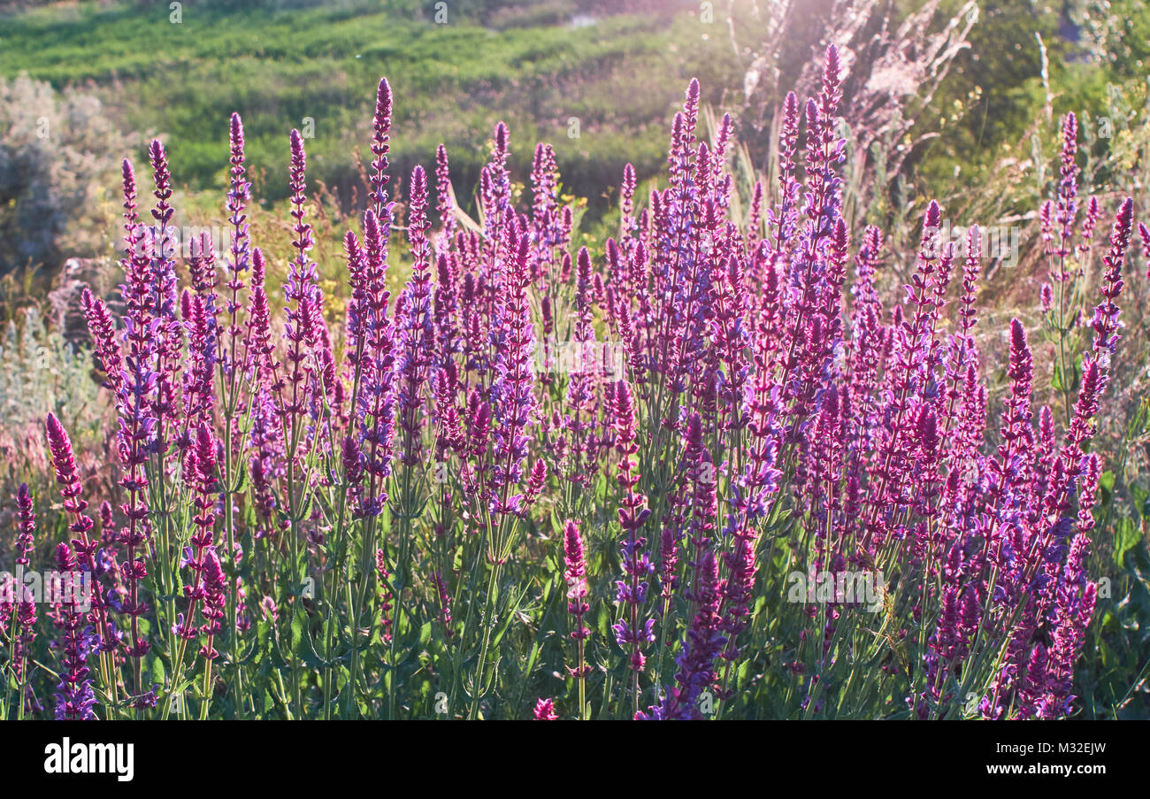 Sage bush sulla scogliera. Fiori viola bussola illuminata dal fascio di luce Foto Stock
