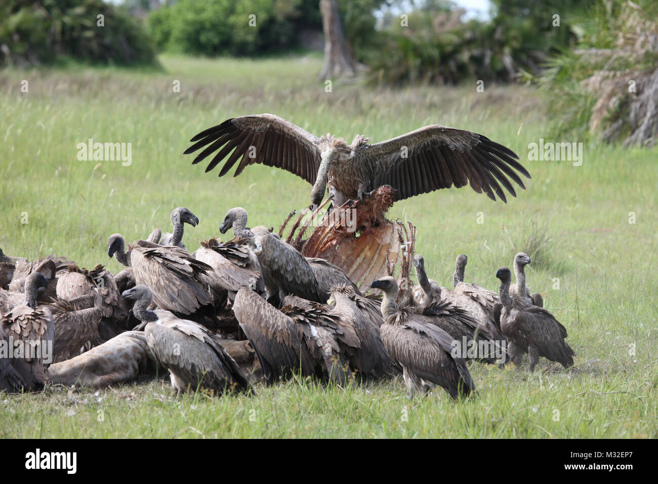 Wild Grifone savana Africa Kenya uccello pericolose Foto Stock
