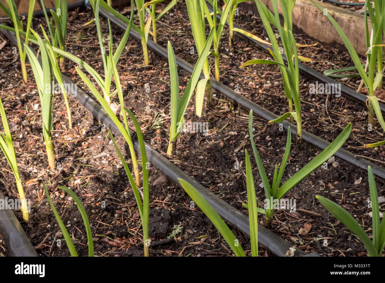 Over-lasciato le zone di svernamento (aglio circondato da paglia in un giardino lasciato le zone di svernamento (in primavera in Issaquah, Washington, Stati Uniti d'America. Foto Stock