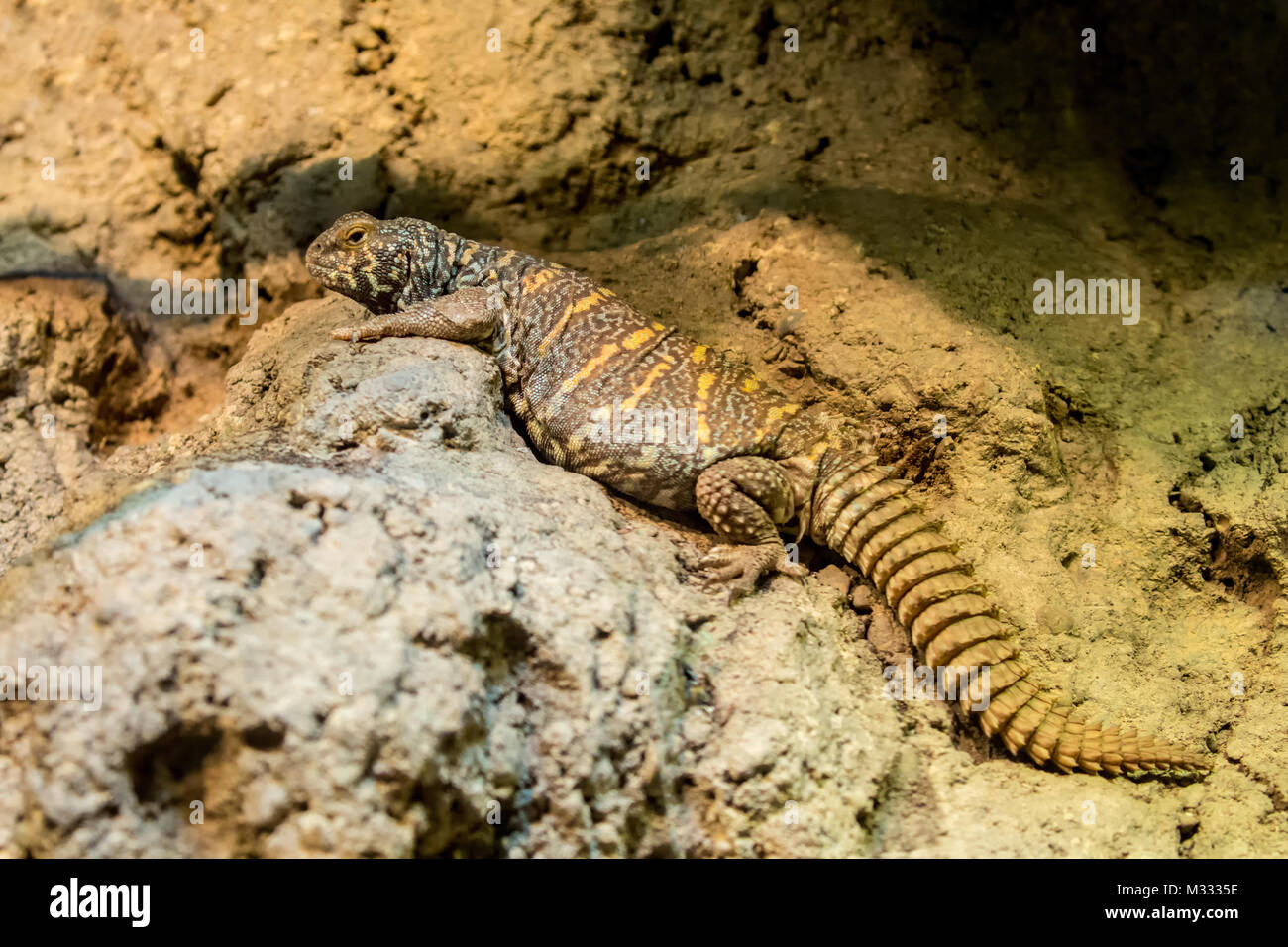 Spinosa ornati-tailed lucertola al Woodlands Park Zoo, Seattle, Washington, Stati Uniti d'America. Si tratta di una di medie dimensioni lizard con breve, gambe potenti e un grande, BU Foto Stock