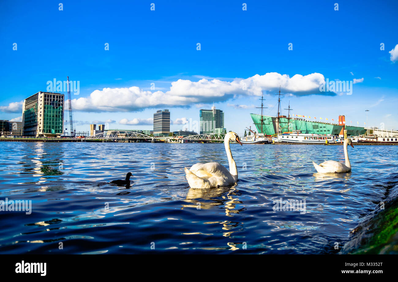 Vista sul porto e swan in Amsterdam Foto Stock