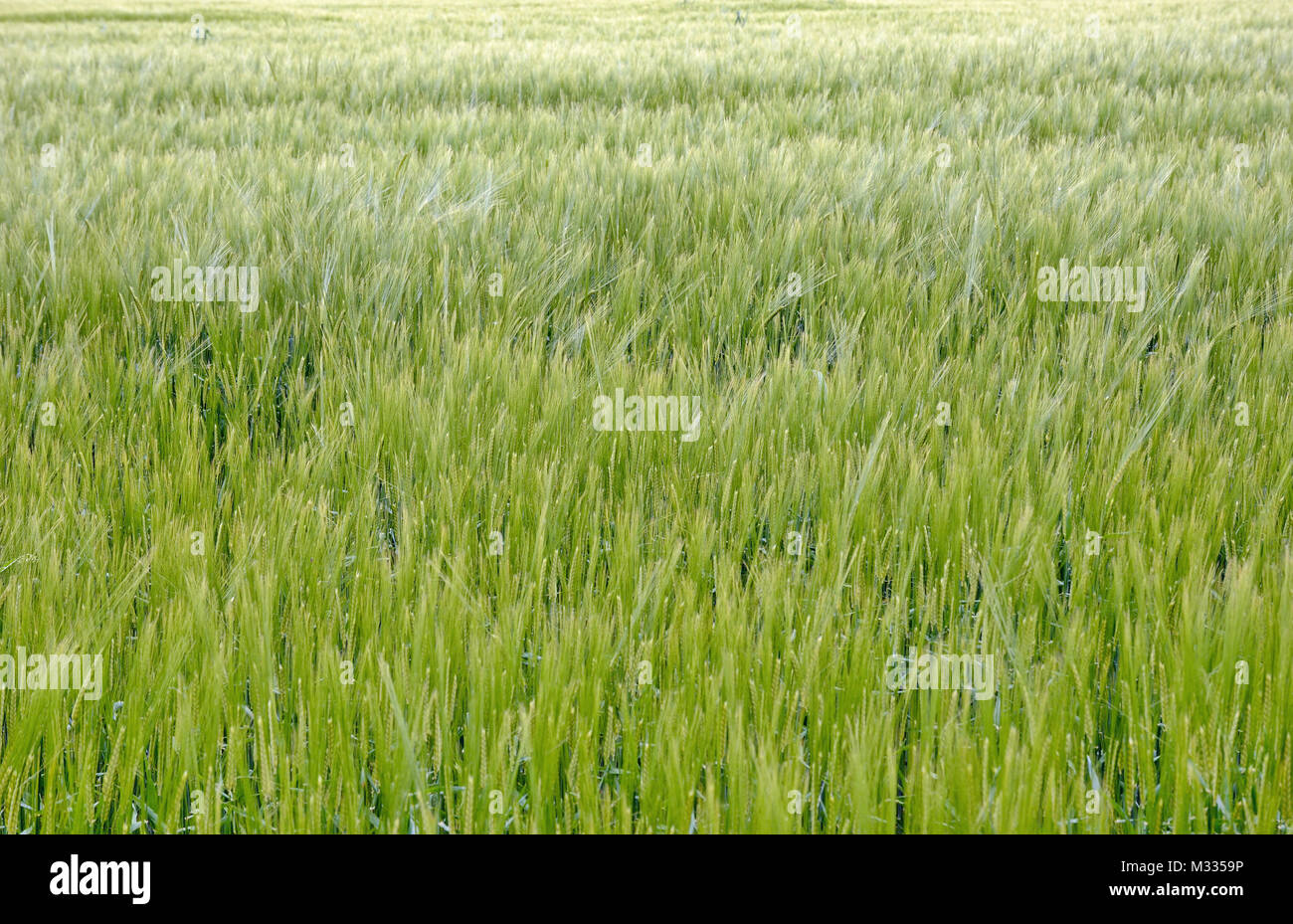 Giovani il raccolto di grano in un campo Foto Stock