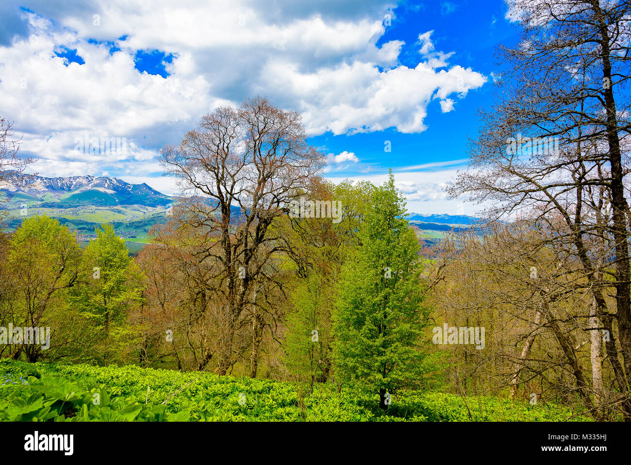 Serena foresta verde lussureggiante paesaggio con il cielo blu e nuvole gonfi. Snow capped montuosa con cielo blu e nuvole gonfi con vegetazione lussureggiante. Foto Stock