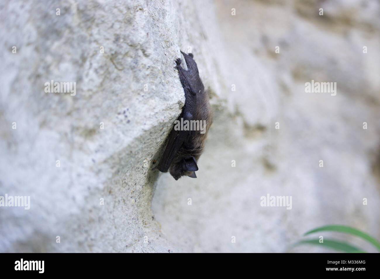 Bat sulla parete Foto Stock