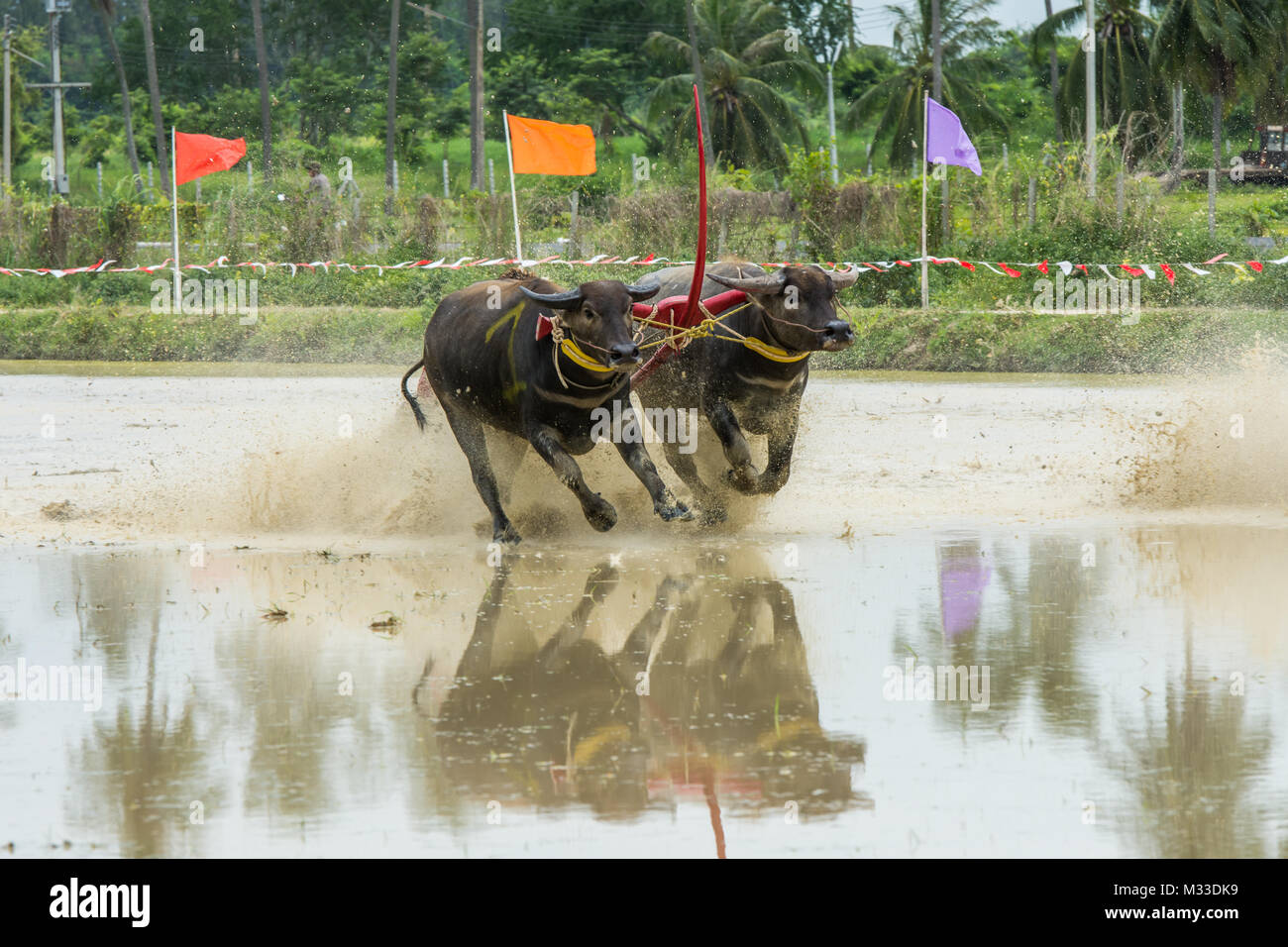 Buffaloes racing sul riso fattoria, l'evento annuale in Chonburi, Thailandia Foto Stock