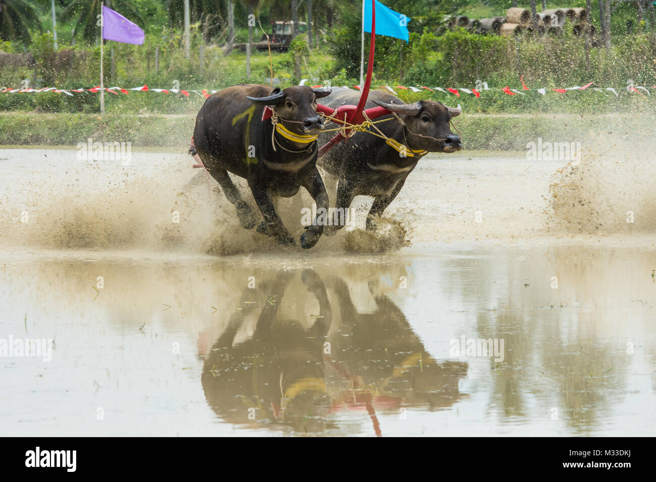 Buffaloes racing sul riso fattoria, l'evento annuale in Chonburi, Thailandia Foto Stock