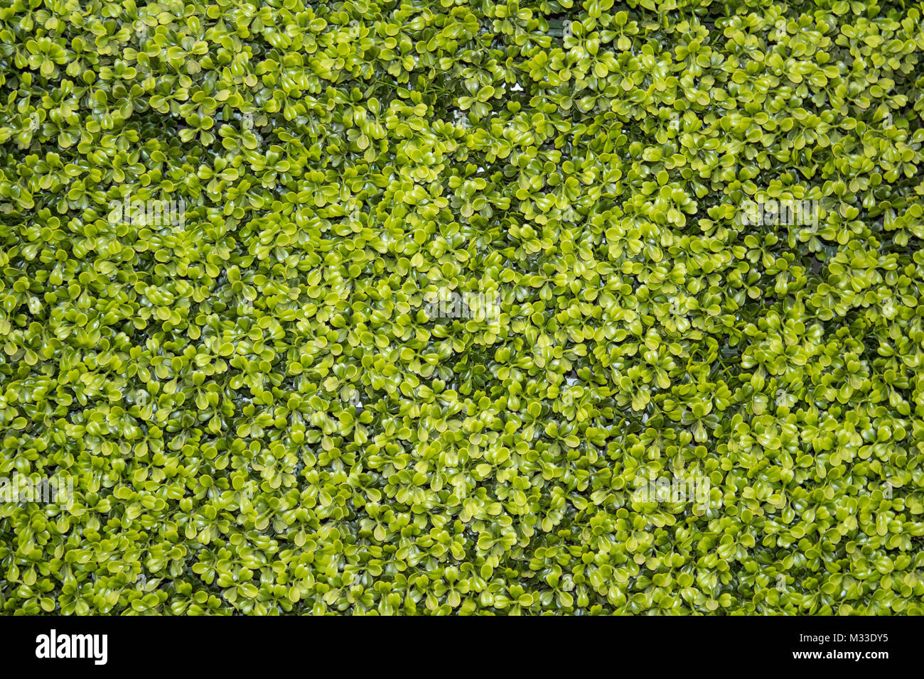 Fogliame verde texture di sfondo Foto Stock