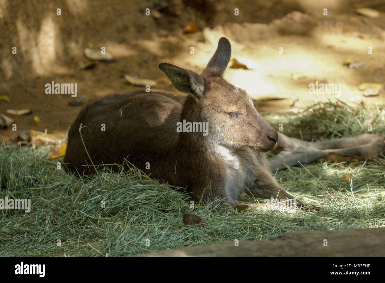Kangaroo rilassante nell'ombra Foto Stock