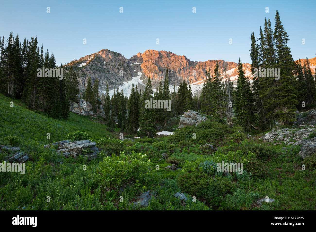 Estate fiori selvatici, Albion bacino, poco pioppi neri americani Canyon dello Utah Foto Stock