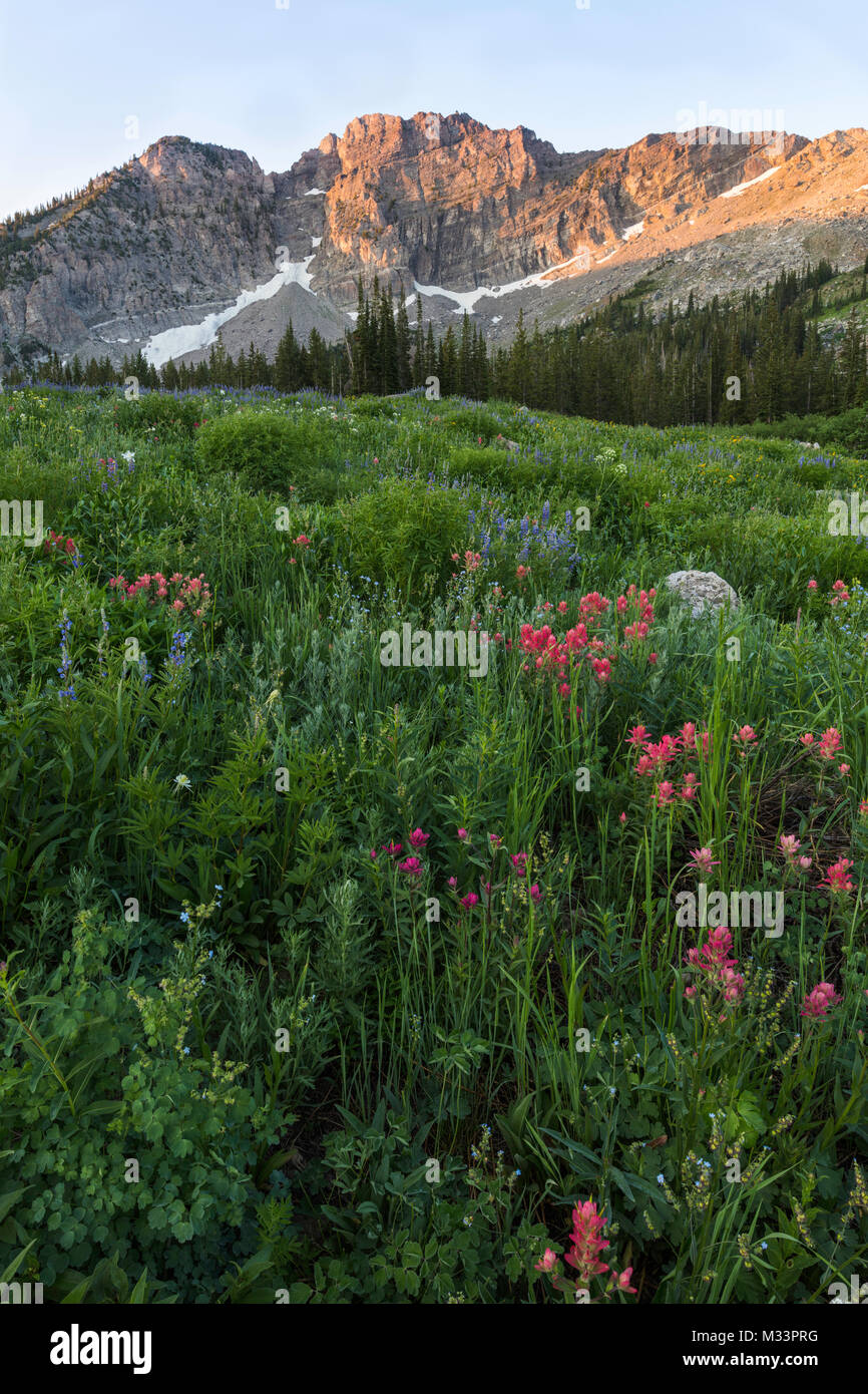 Estate fiori selvatici, Albion bacino, poco pioppi neri americani Canyon dello Utah Foto Stock