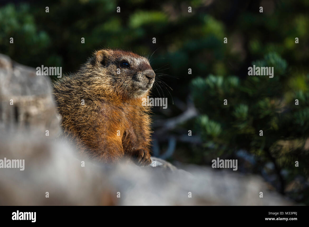 Marmotta di ventre giallo, Albion bacino, poco pioppi neri americani Canyon dello Utah Foto Stock