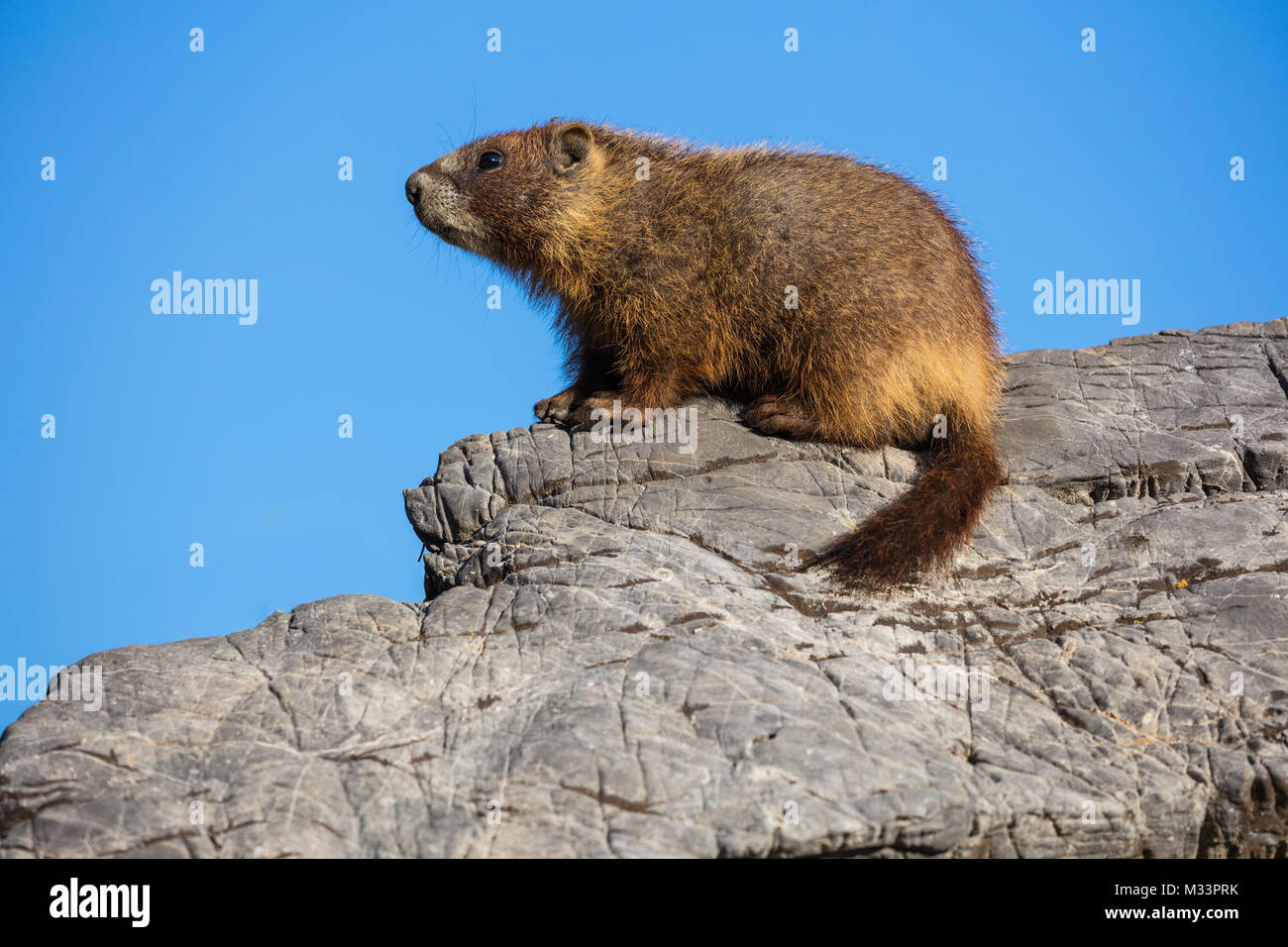 Marmotta di ventre giallo, Albion bacino, poco pioppi neri americani Canyon dello Utah Foto Stock